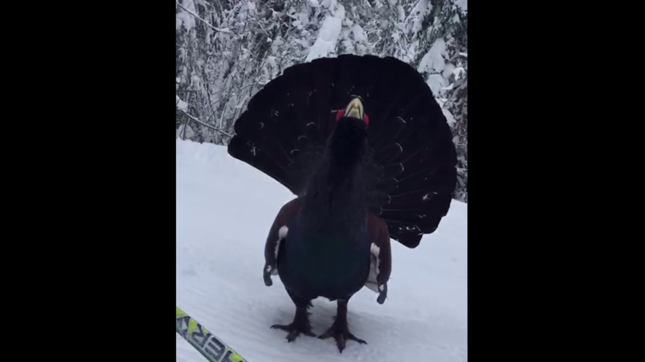 Begegnung mit einem Auerhahn beim Skifahren