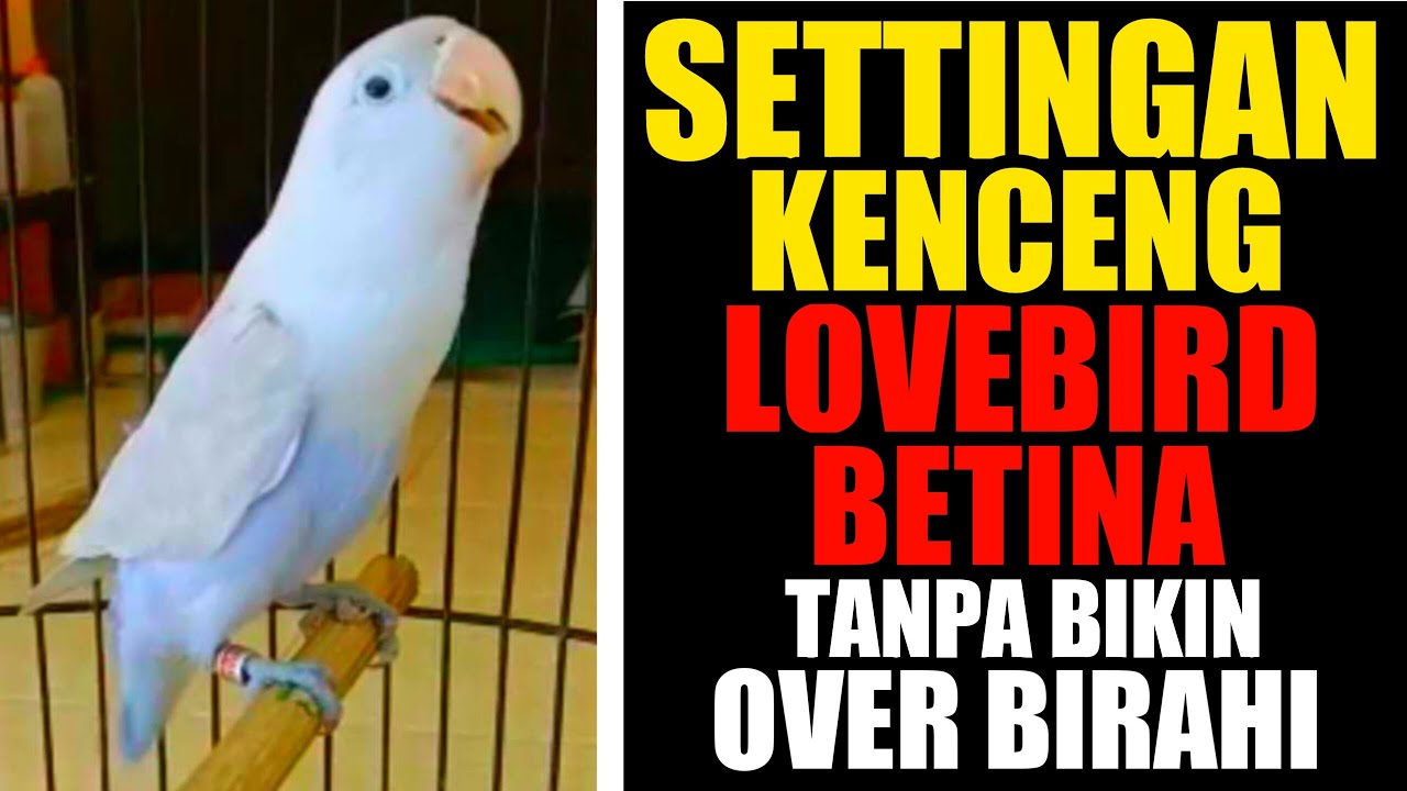 SETTINGAN LOVEBIRD BETINA CEPAT GACOR TANPA OVER BIRAHI