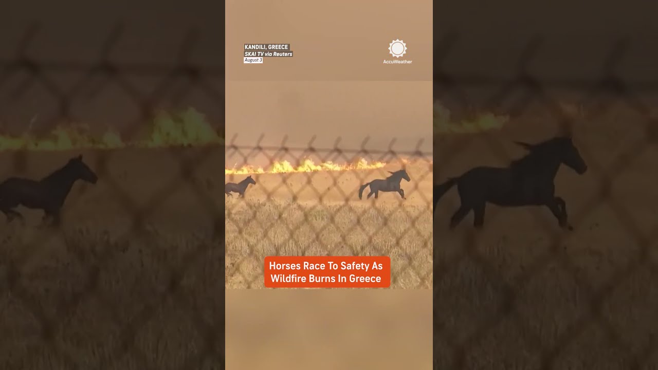 Horses vs. Wildfire: A Race for Survival