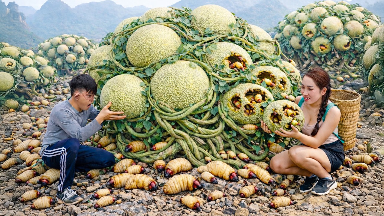 Harvesting Strange Wild Melons Go to market sell | Giant Grubs Discovered Boring Through the Fruit!