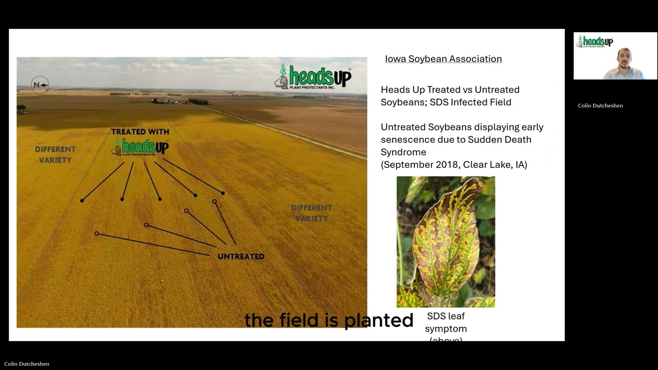 Soybean SDS. A major yield robbing soybean disease and how to manage it.