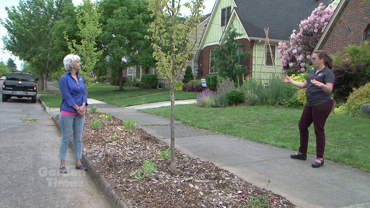 Parking Strip Gardening