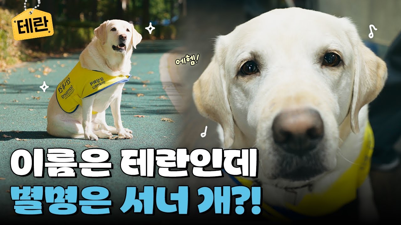 여우🦊 꿀꿀이🐷 엄껌🤱 별명 부자 안내견 | 11월의 안내견 테란 편
