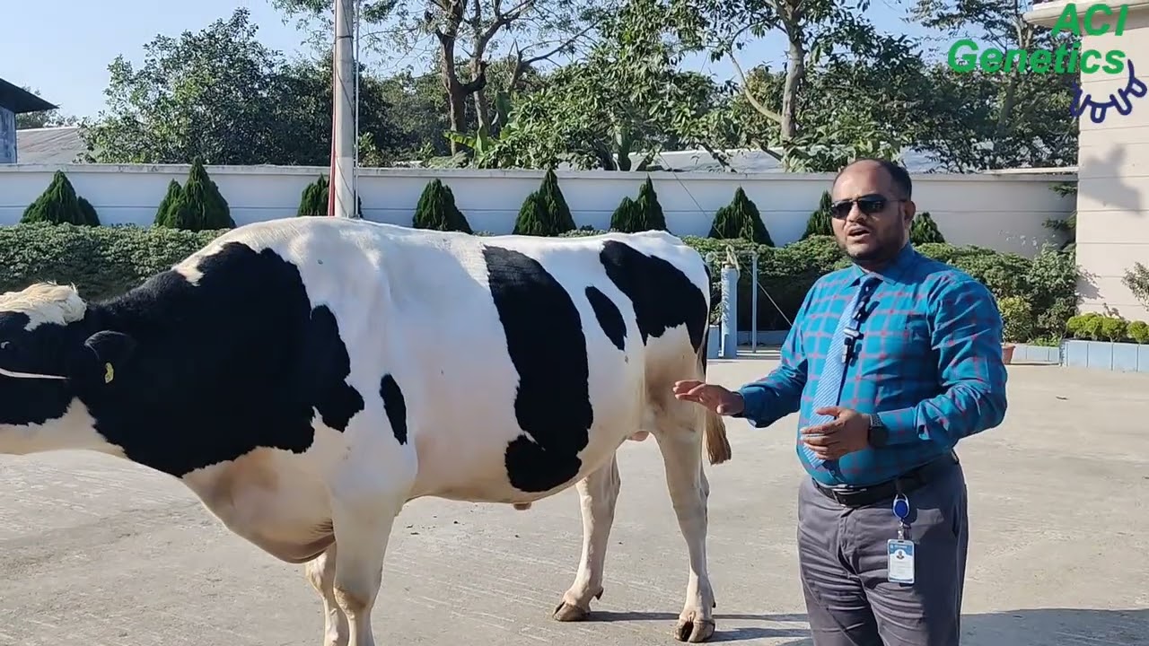 এসিআই এর ৬ টি  ফ্রিজিয়ান বুলের পিডিগ্রি রিভিউ.....