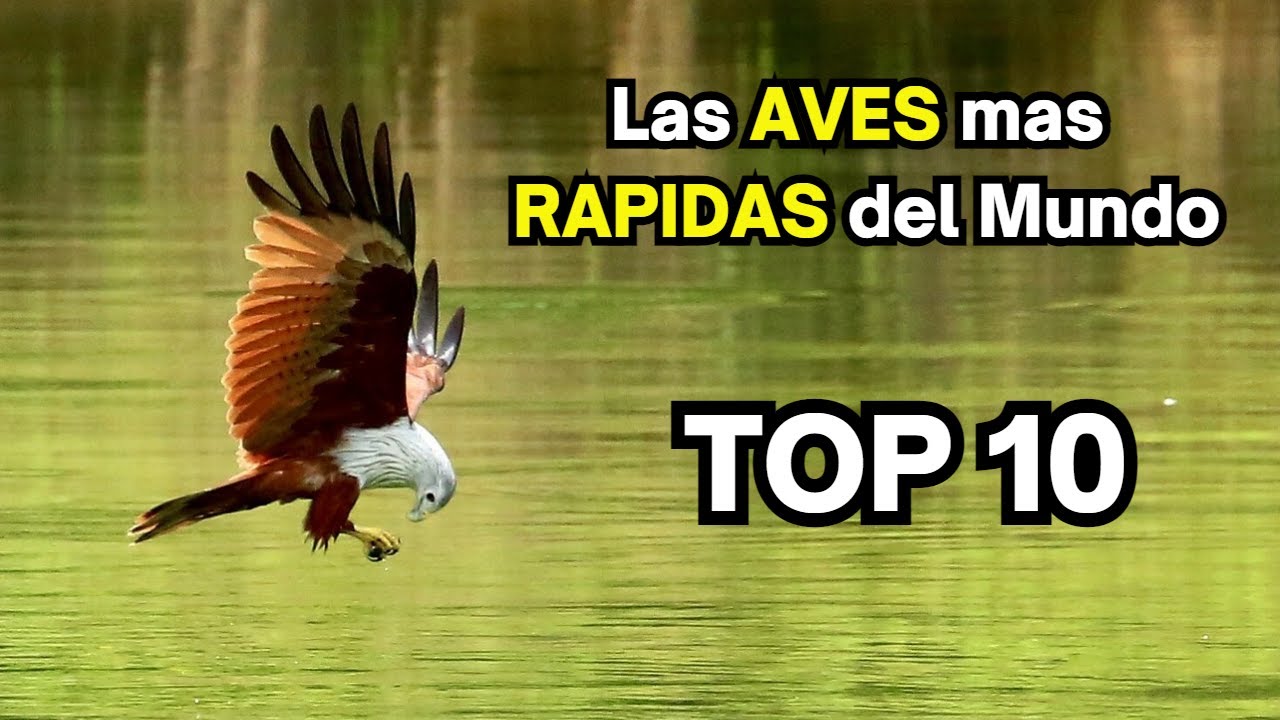 Top 10 de las aves mas rapidas del mundo - Aves rapaces
