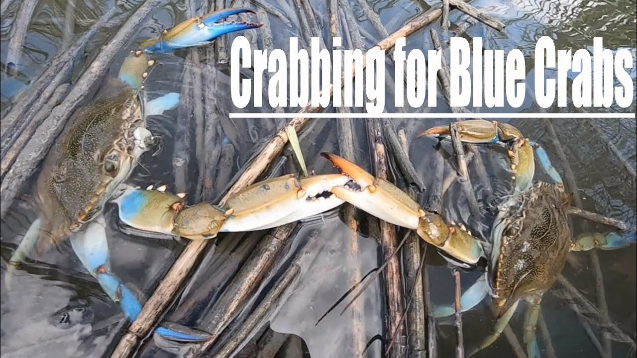 We've Found the Perfect Blue Crab Bait... Our traps are loaded