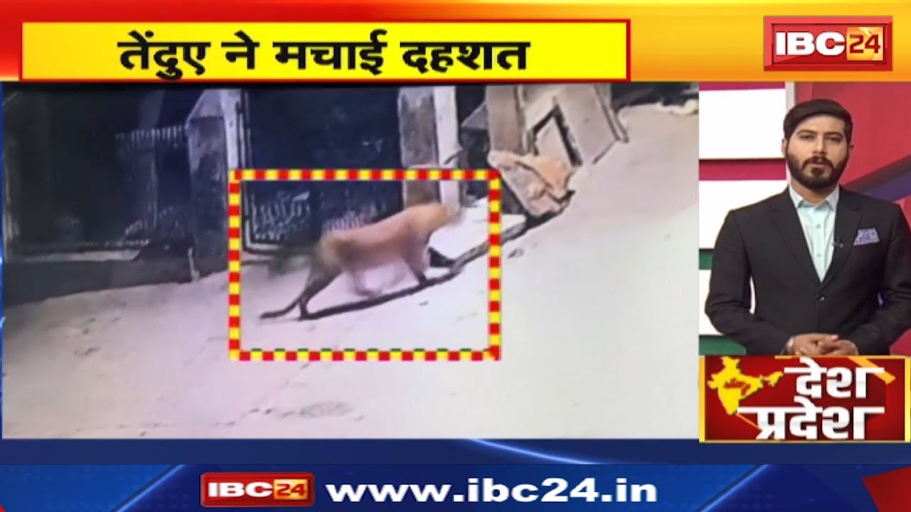 Mandsaur News : किटयानी में नजर आया तेंदुआ, इलाके में फैली दहशत | देखिए VIDEO