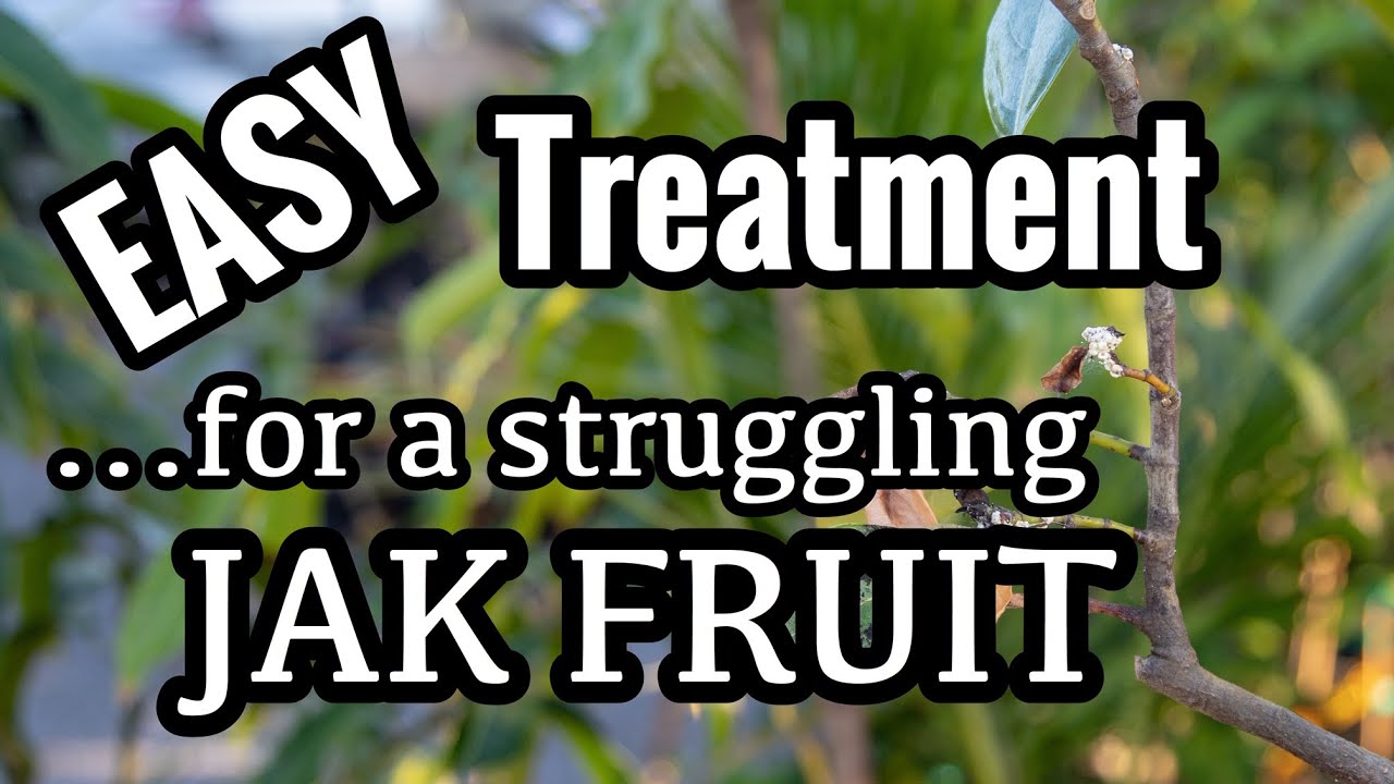 EASY (and Organic) Treatment for a Struggling Jak Fruit Plant