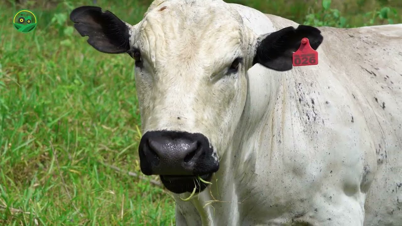 GANADO BLANCO OREGINEGRO-En la Hacienda Organicol de Cunday Tolima Colombia.