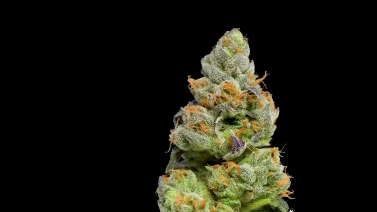 Cryo Cure Cannabis Hemp Curing Machines. Curing cannabis. How to dry weed. Freeze dried weed.