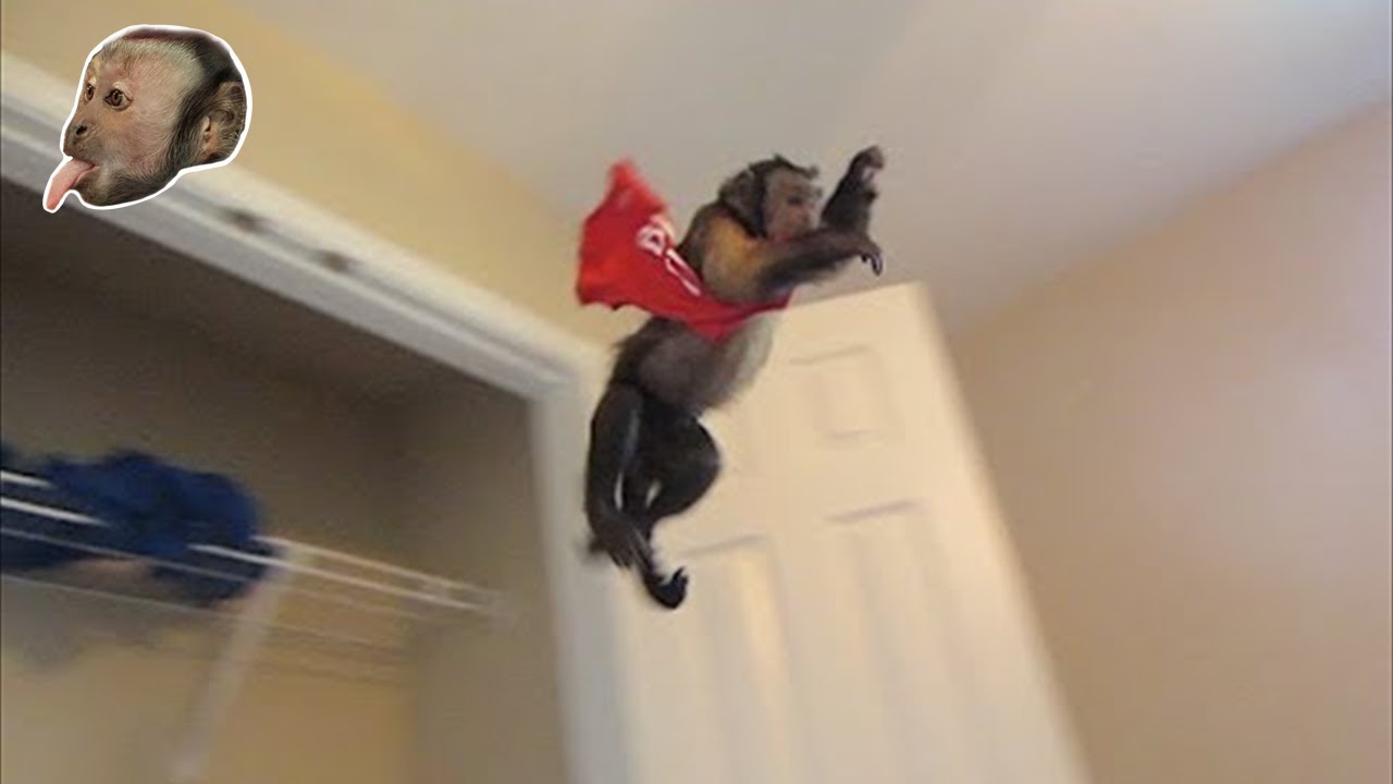 Capuchin MonkeyBoo PlayTime!