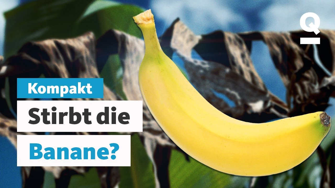 Darum ist die Rettung der Banane so schwer | Quarks