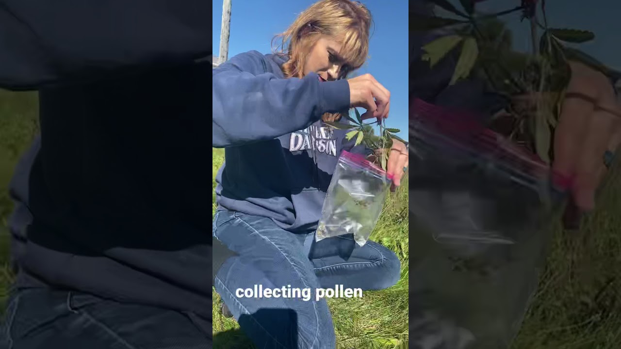 Collecting pollen from male cannabis