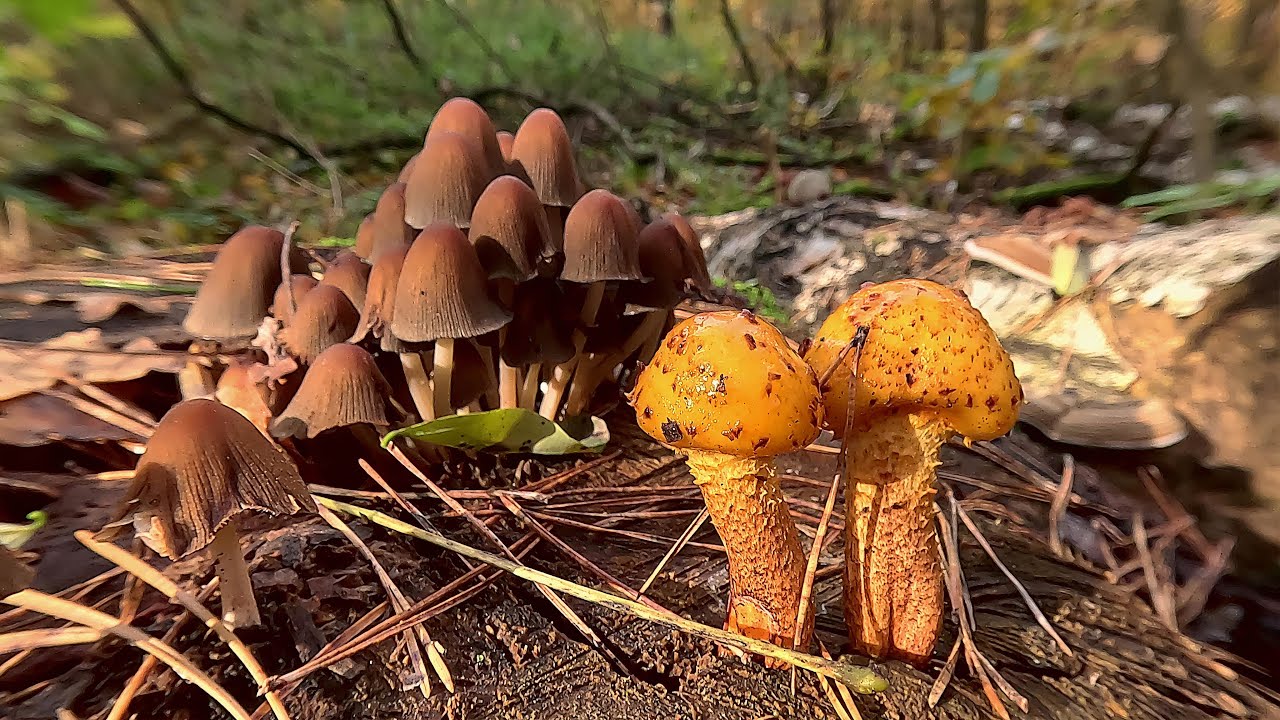 Faszination des Waldes