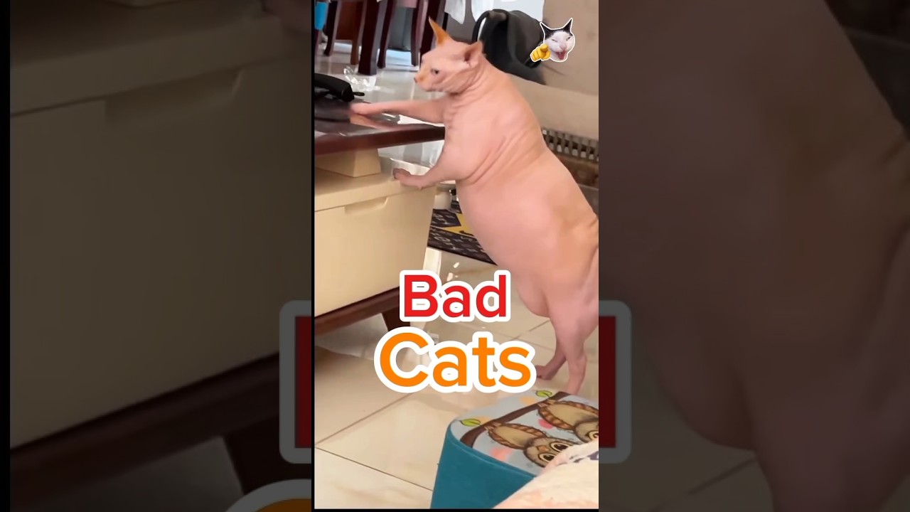 Почему кошки любят сбрасывать вещи? Озорные котики — слишком милые! 