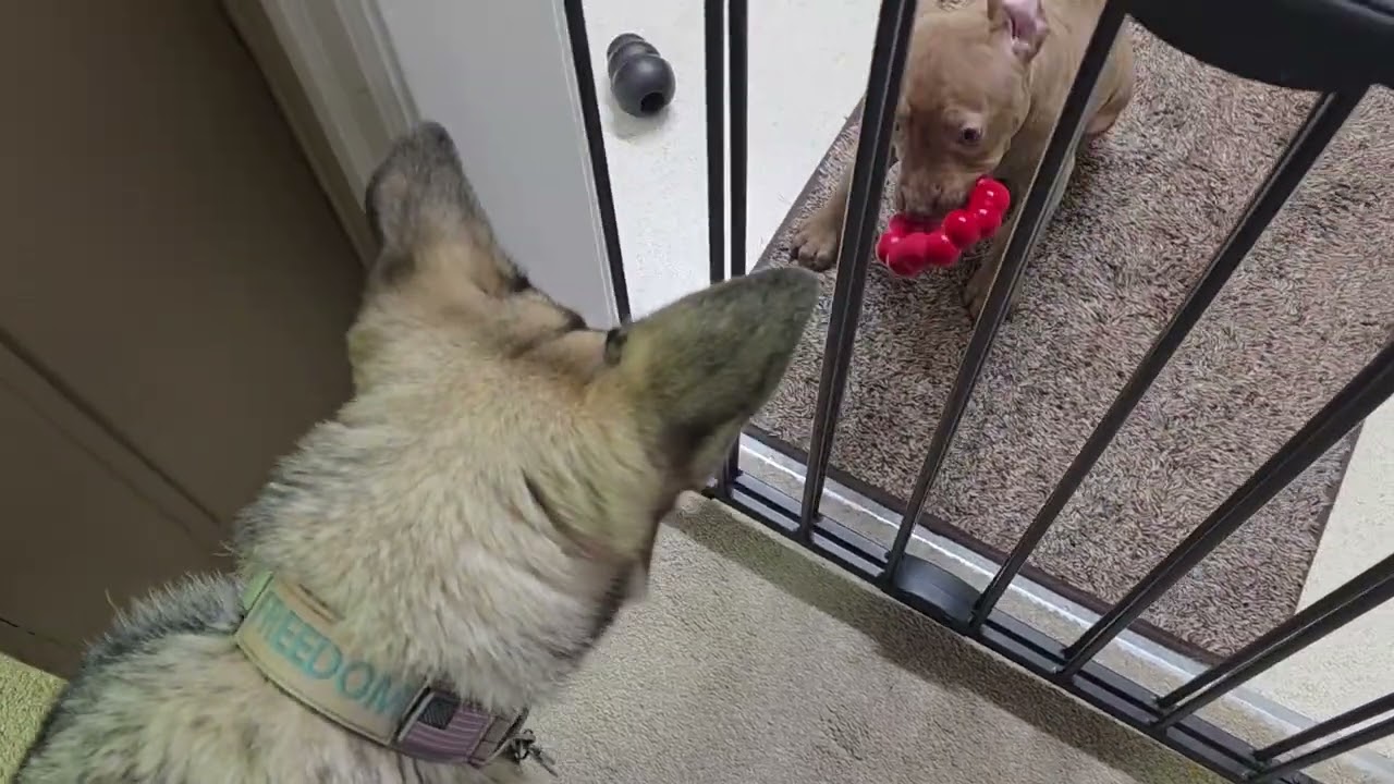 GSD Miss Freedom and new pitty 