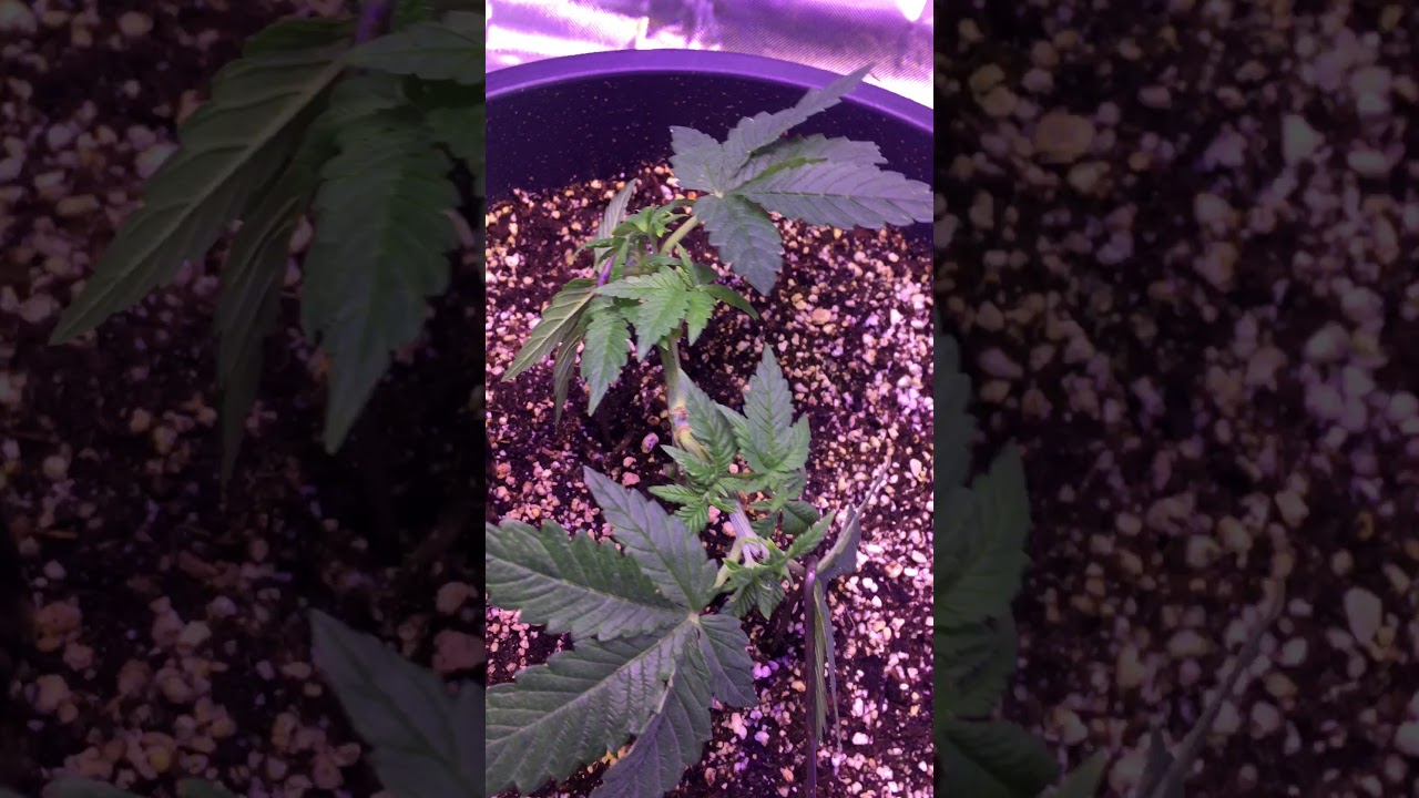 LST to even out the tops, Female Purple Kush Plant
