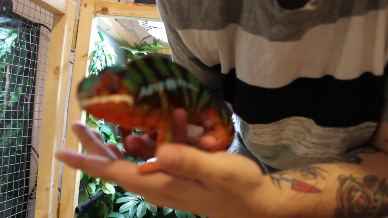 Panther Chameleon UNBOXING (Canada) Red River Valley Exotics