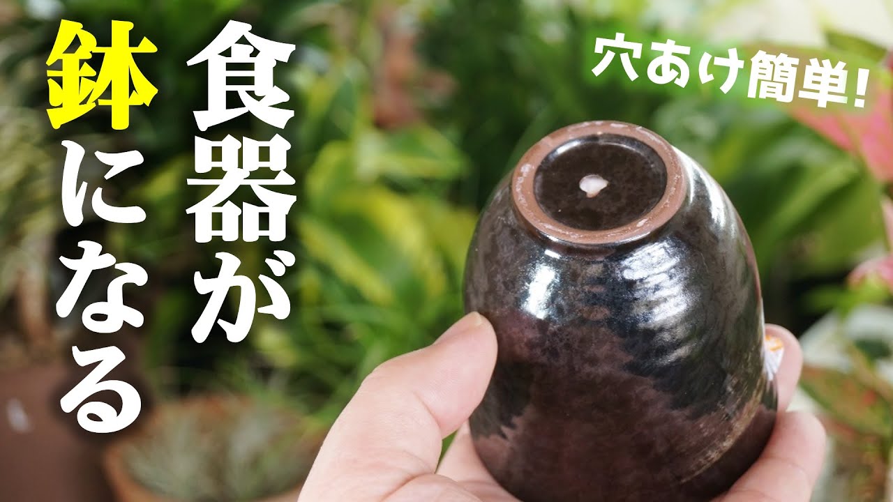 【保存版】食器に穴をあけて鉢にする3つの裏技♪【観葉植物】