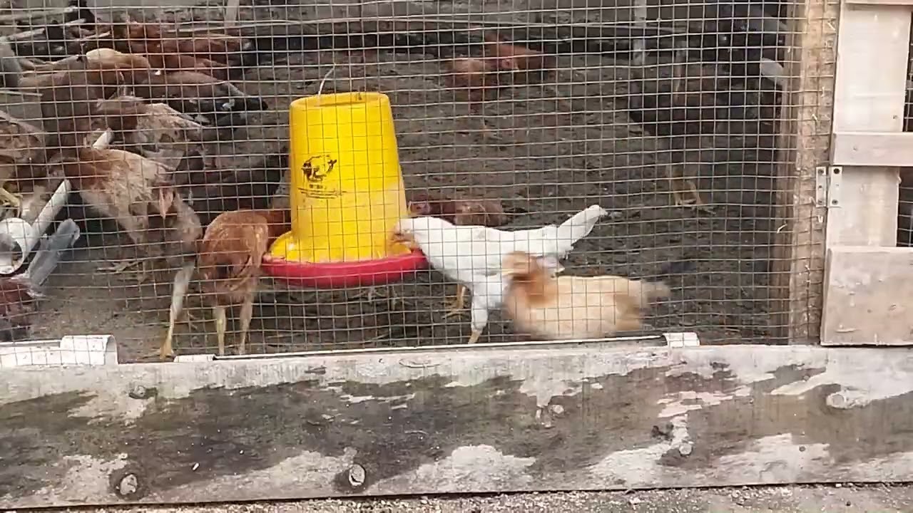 Ayam  Elba Dan Ayam KUB