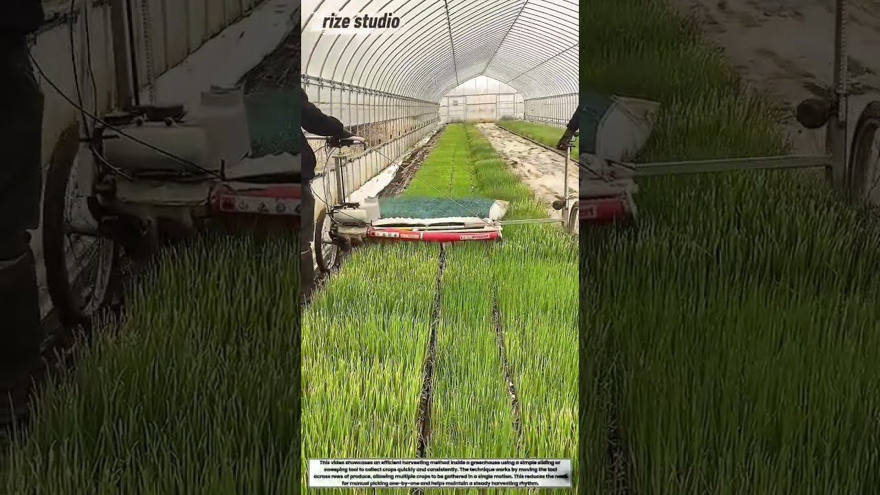 Fast Greenhouse Harvesting Technique | Boost Farm Productivity Instantly