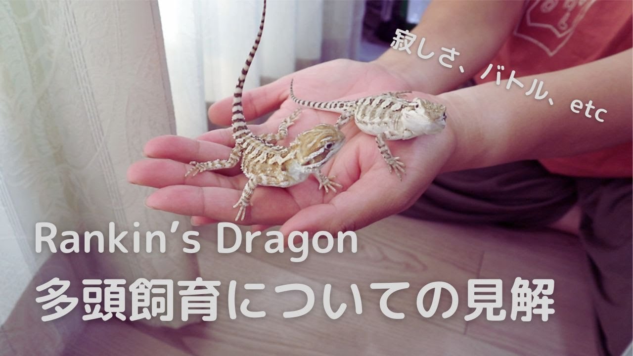 ランキンスドラゴン（ローソンアゴヒゲトカゲ） - 複数・多頭飼育は良いのか？