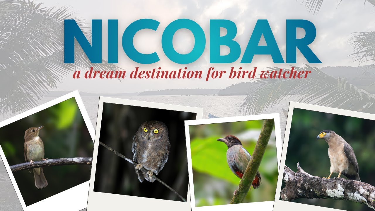 Discover Rare and Endemic Birds of NICOBAR ISLAND #birds #wildlife #birdphotography #trending
