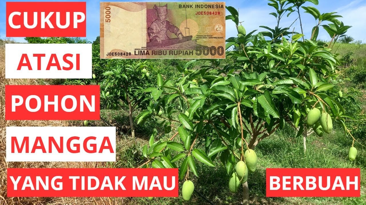 Cara Mudah Pupuk Mangga Agar Cepat Berbuah