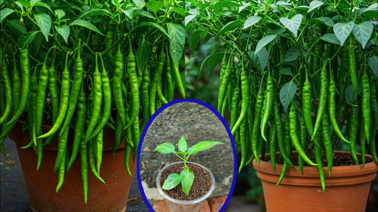 How to grow chilli from 3D cutting ✅