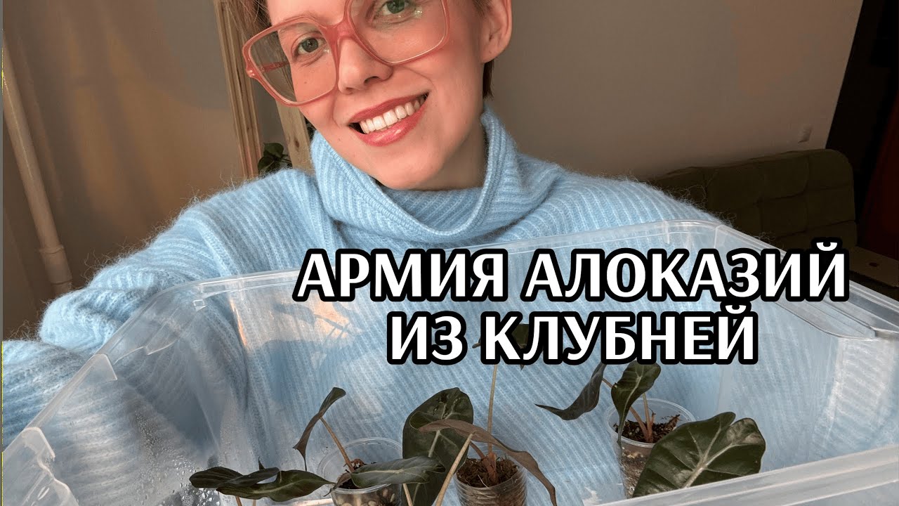 100% проращивание клубней алоказии | Мои секреты ухода