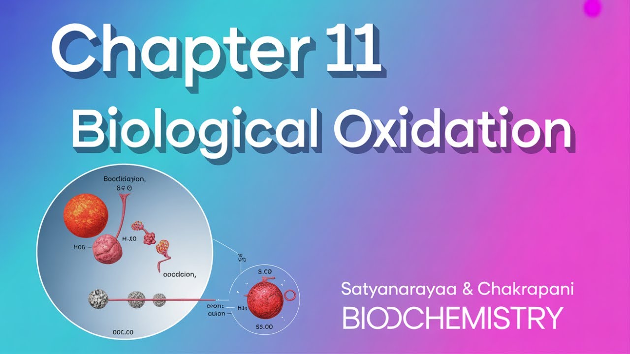 Chapter 11 Biological Oxidation | How Your Cells Make Energy ATP
