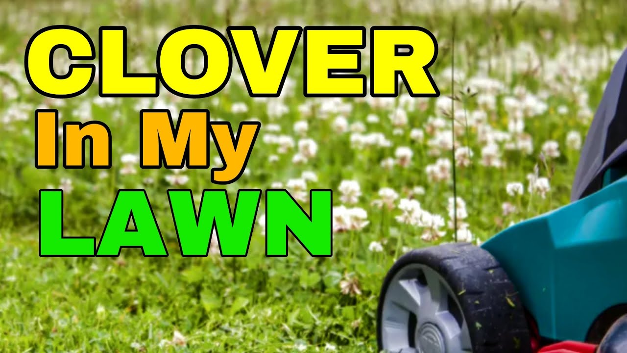 Clover In My Lawn - Good or Bad?