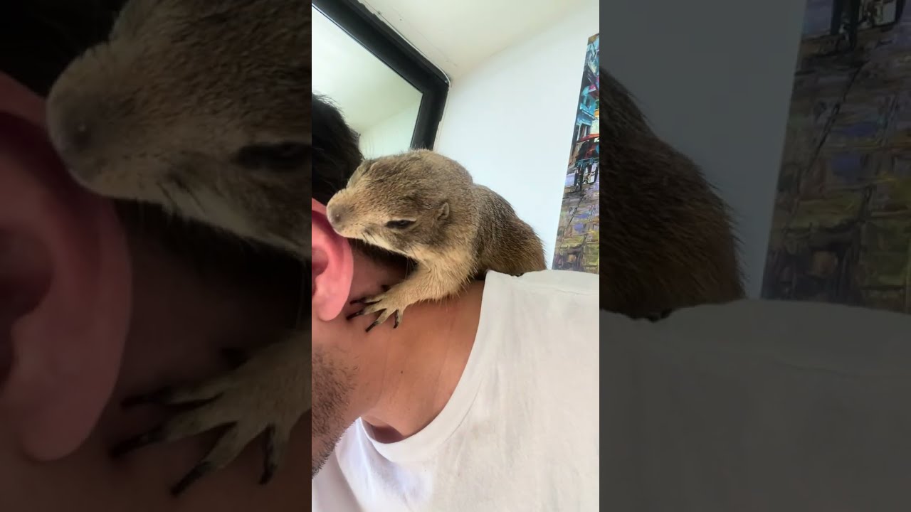 Poppy the Prairie Dog - SASSIEST MOMENTS 😅❤️