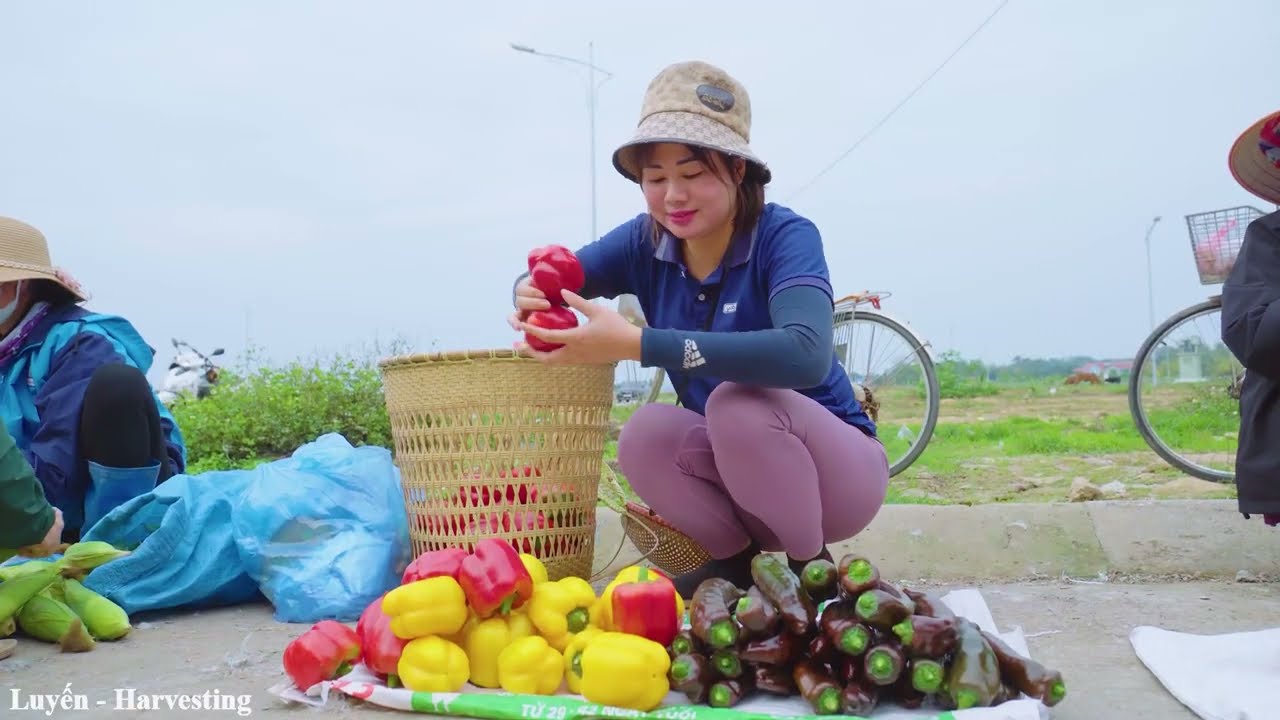 WOMAN Harvesting Sunburned Bell Peppers - Soft bell pepper that melts to the touch - Farm Life