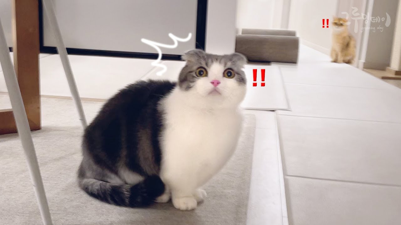 Пожар в доме?!! 🔥 Кошки в хаосе из-за пожарной сигнализации