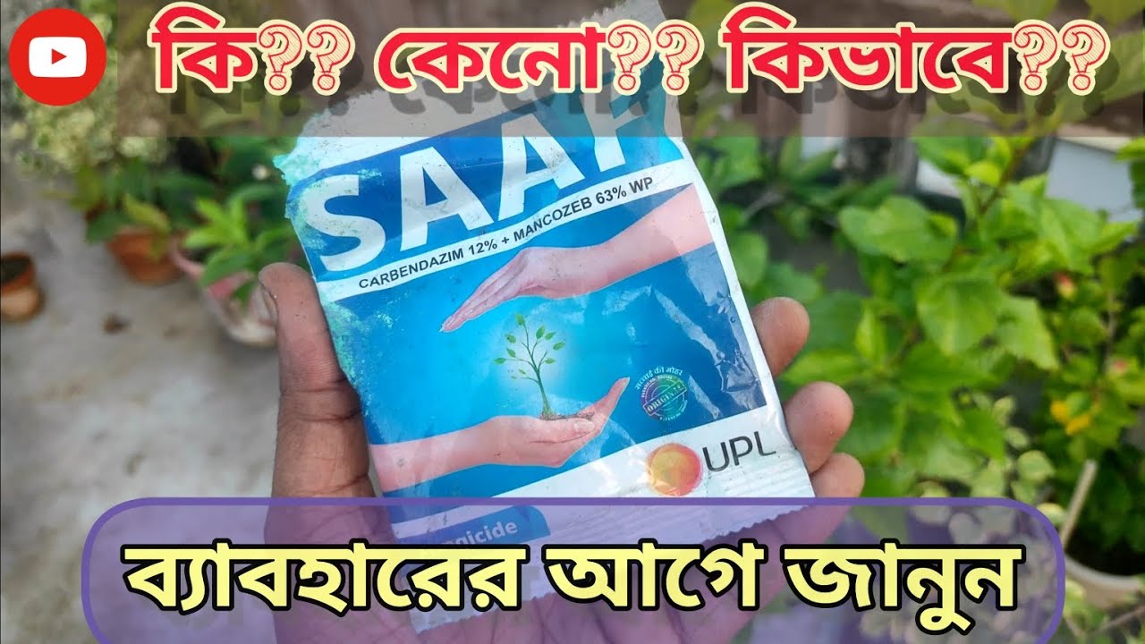 সাফ ছত্রাকনাশক কি?কেনো?কিভাবে ?Best use of Saaf fungicide #SAAF