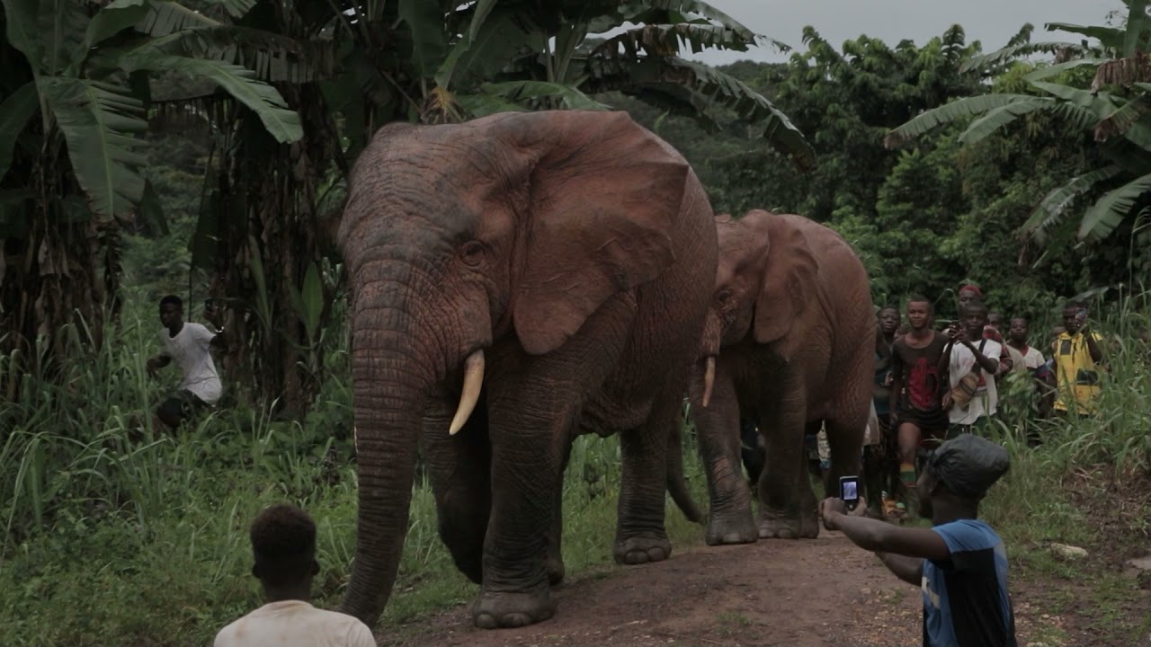 Villagers excited after seeing two elephants in southeastern Liberia.