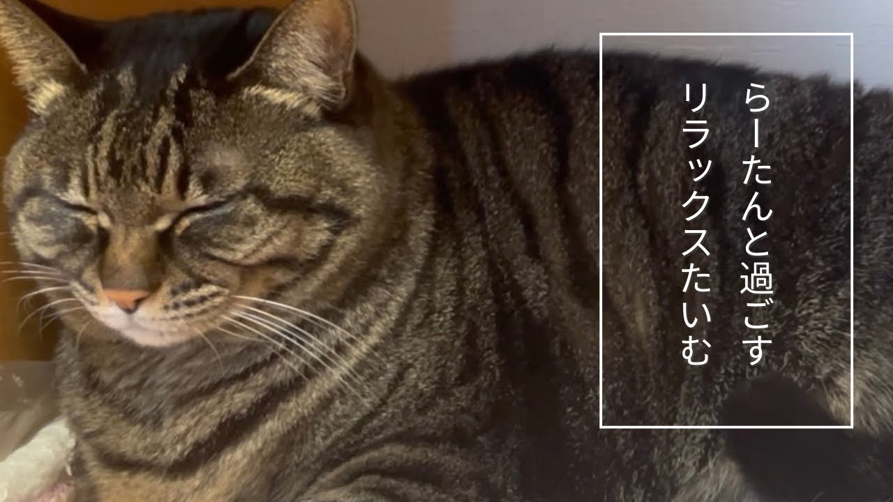 らーたんと過ごすリラックスタイム