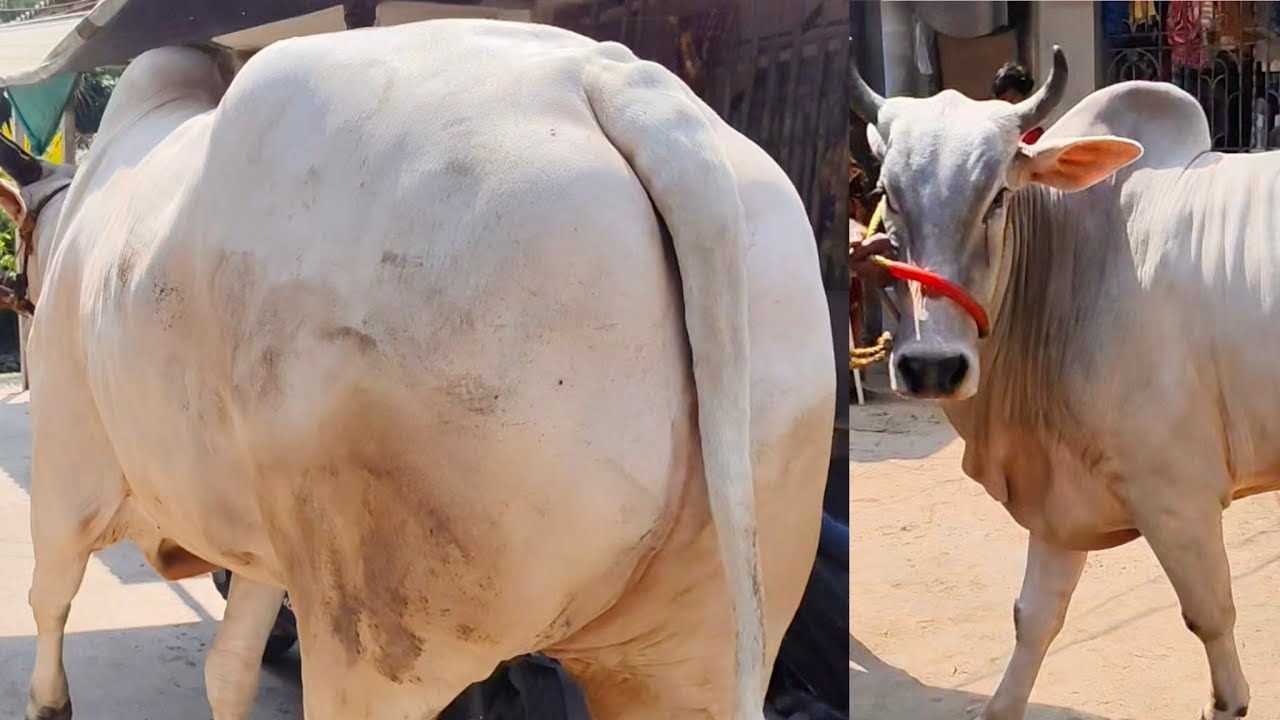 9153543685 || 5 MAR || HORIYANA || TRENDING VIRAL BEAUTIFUL COWS SALE 