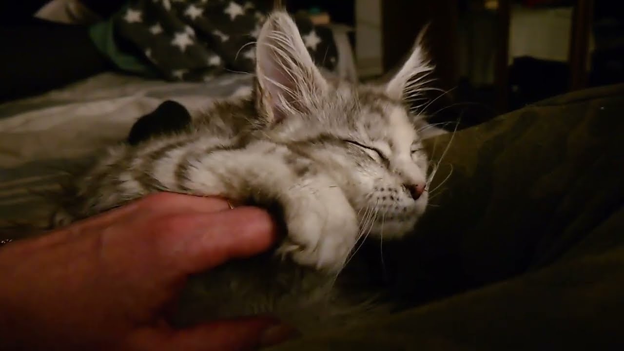 Adorable Maine Coon Kittens: Cuddles and Playful Antics!