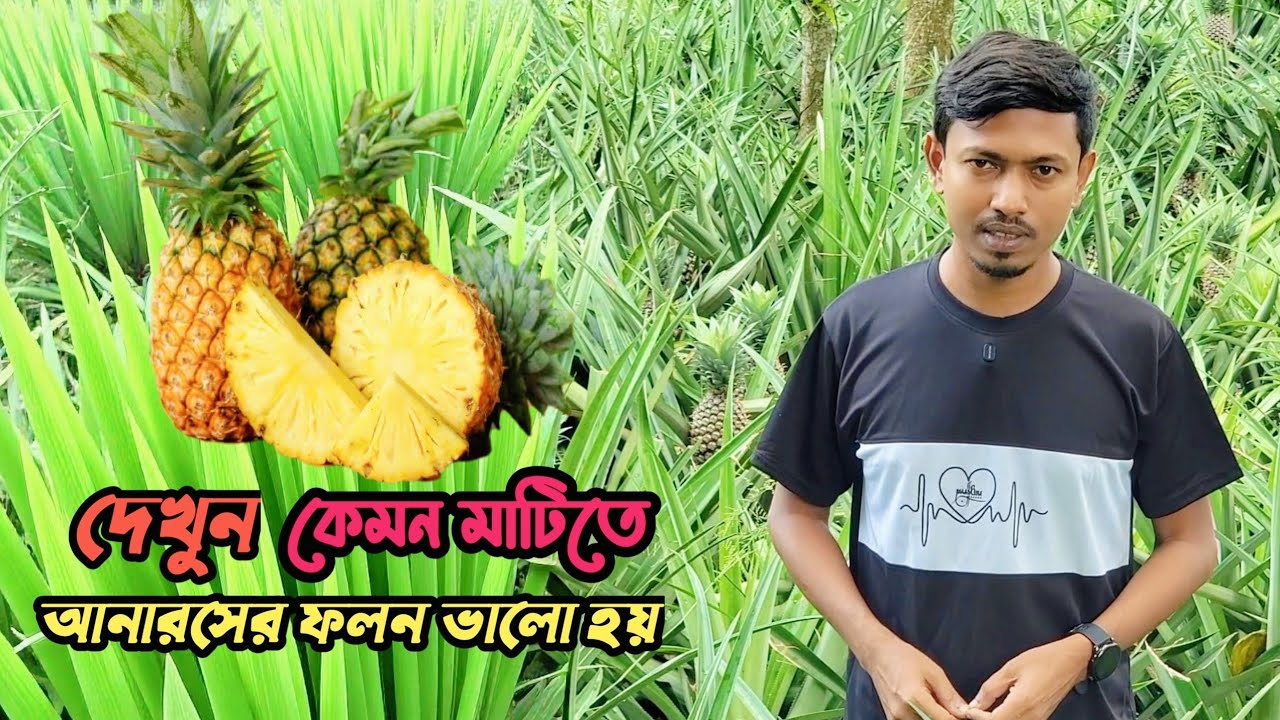 কেমন মাটিতে আনারস চাষ ভালো হয়। দেখুন মধুপুরের আনারস বাগান থেকে। Pineapple Garden Madhupur