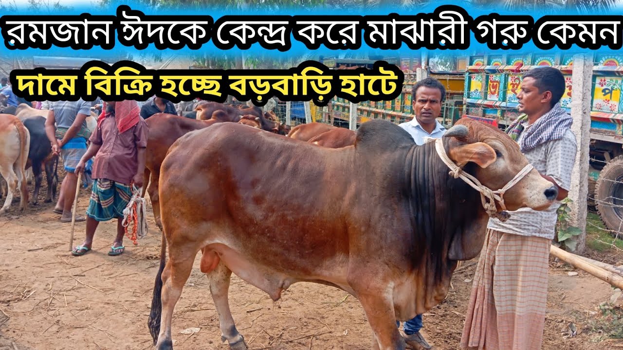 ১৮/৩/২৬| শাহিওয়াল জাতের গরু ঈদের আগের হাটে কেমন দামে বিক্রি হলো বড়বাড়ি হাটে দেখেন!