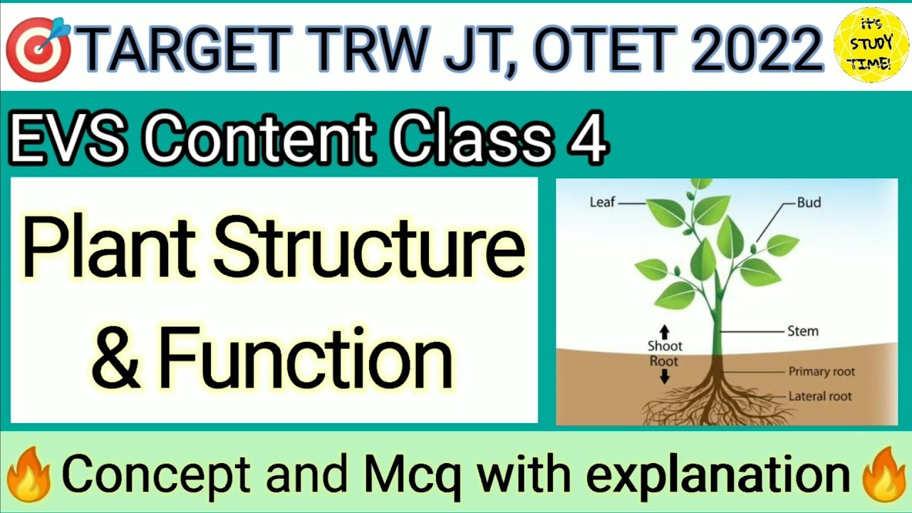 🎯TARGET TRW JT, OTET 2022 || Plant Structure & Function || EVS Content Class 4 || Concept and Mcq ||