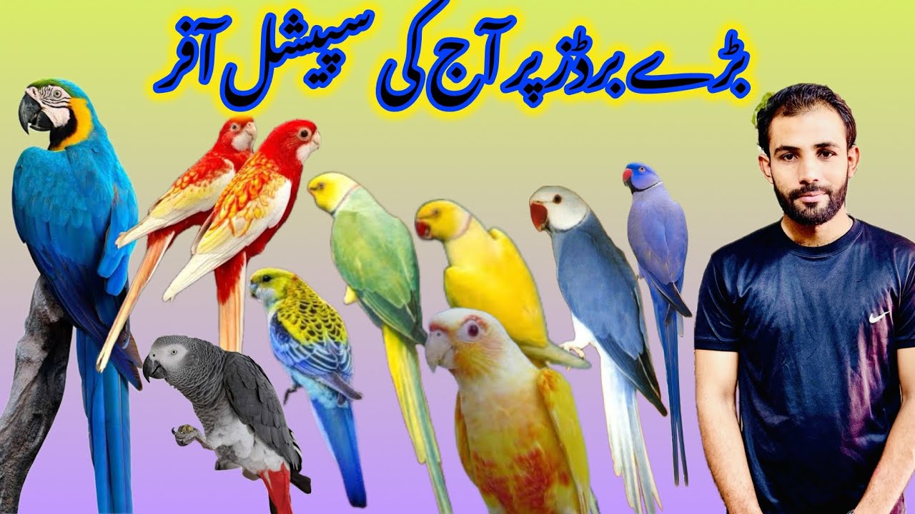 Mashalla Exiotic Birds Or lorry Ringnecks par Bari Offer | Islamabad Pets 