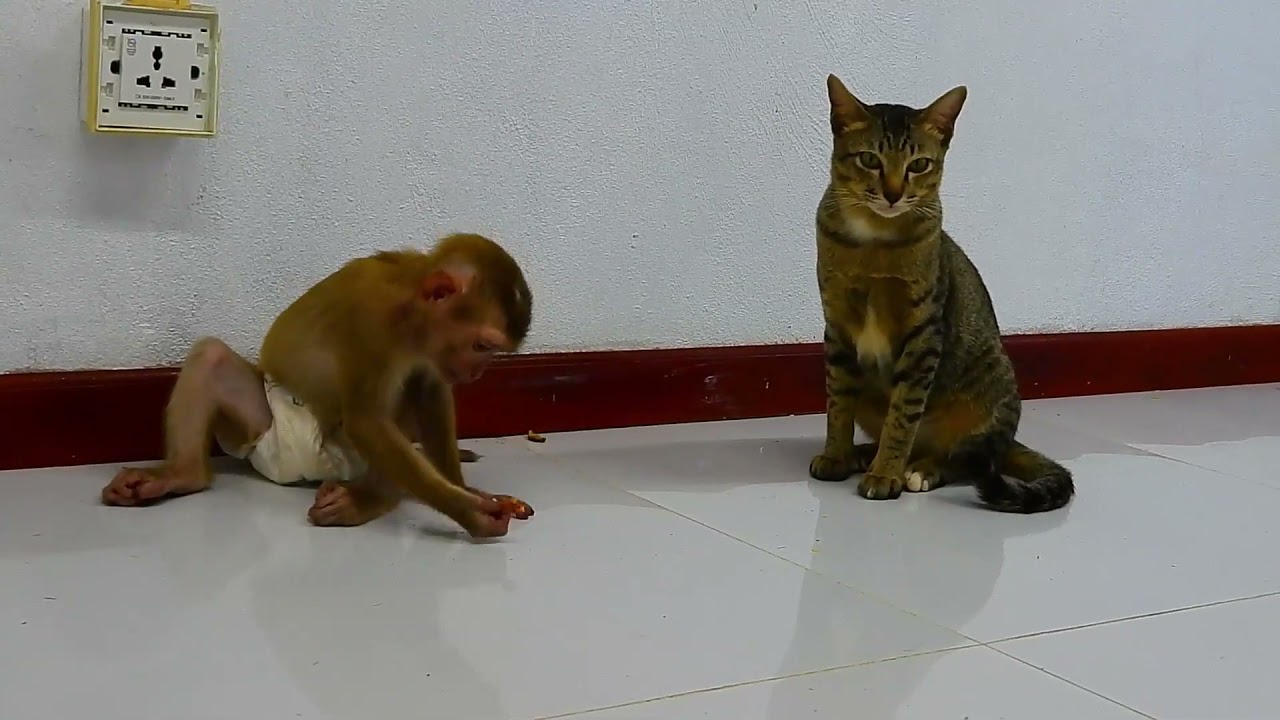 Cat And Baby Monkey Fighting