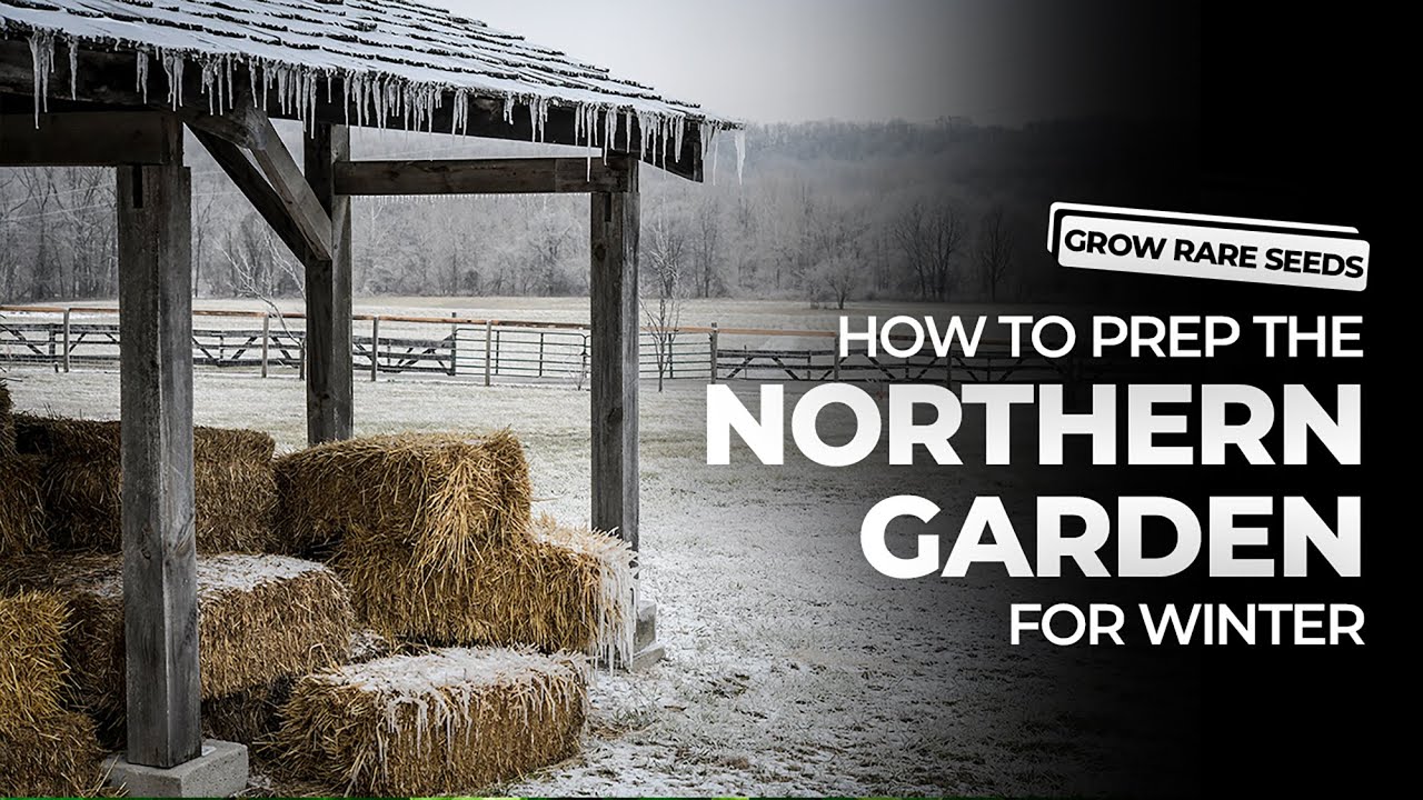 GROW RARE SEEDS | Prepping the Northern Garden for Winter