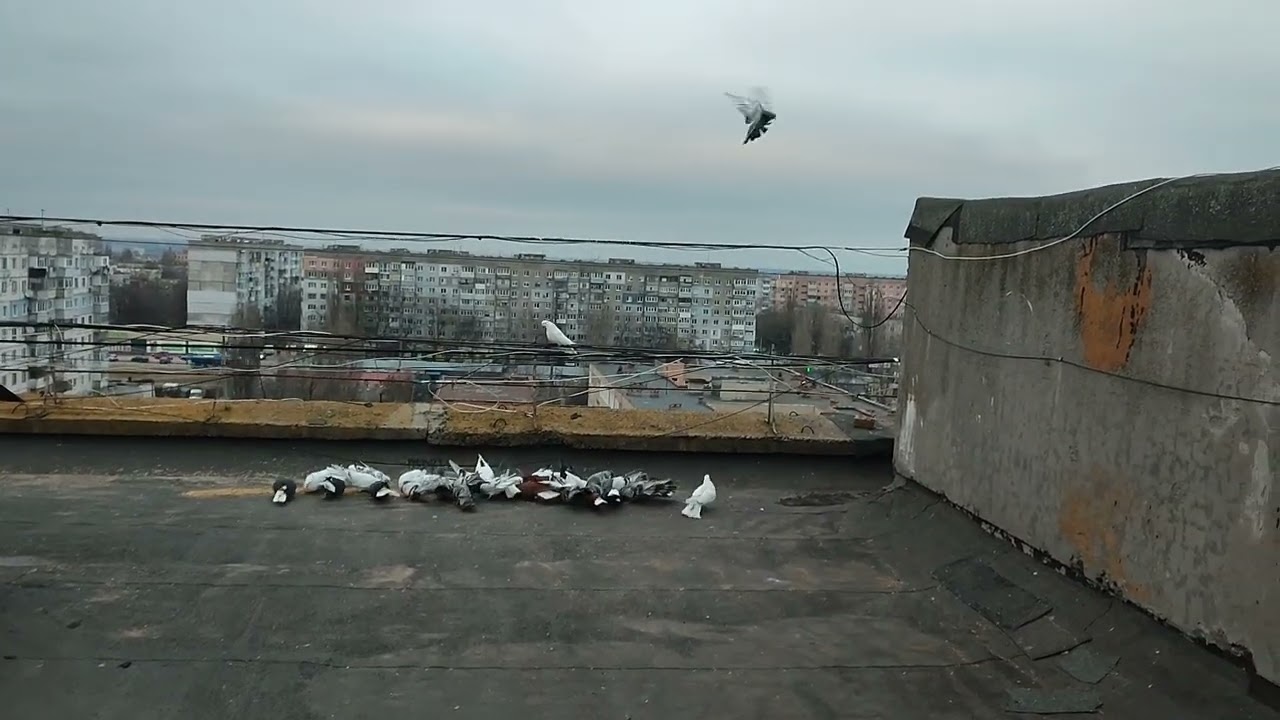 Иногда бывает везение . Николаевские голуби.