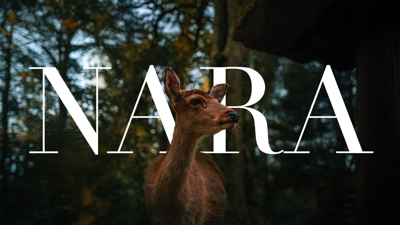 Discovering Nara temples and sacred deers! | JAPAN