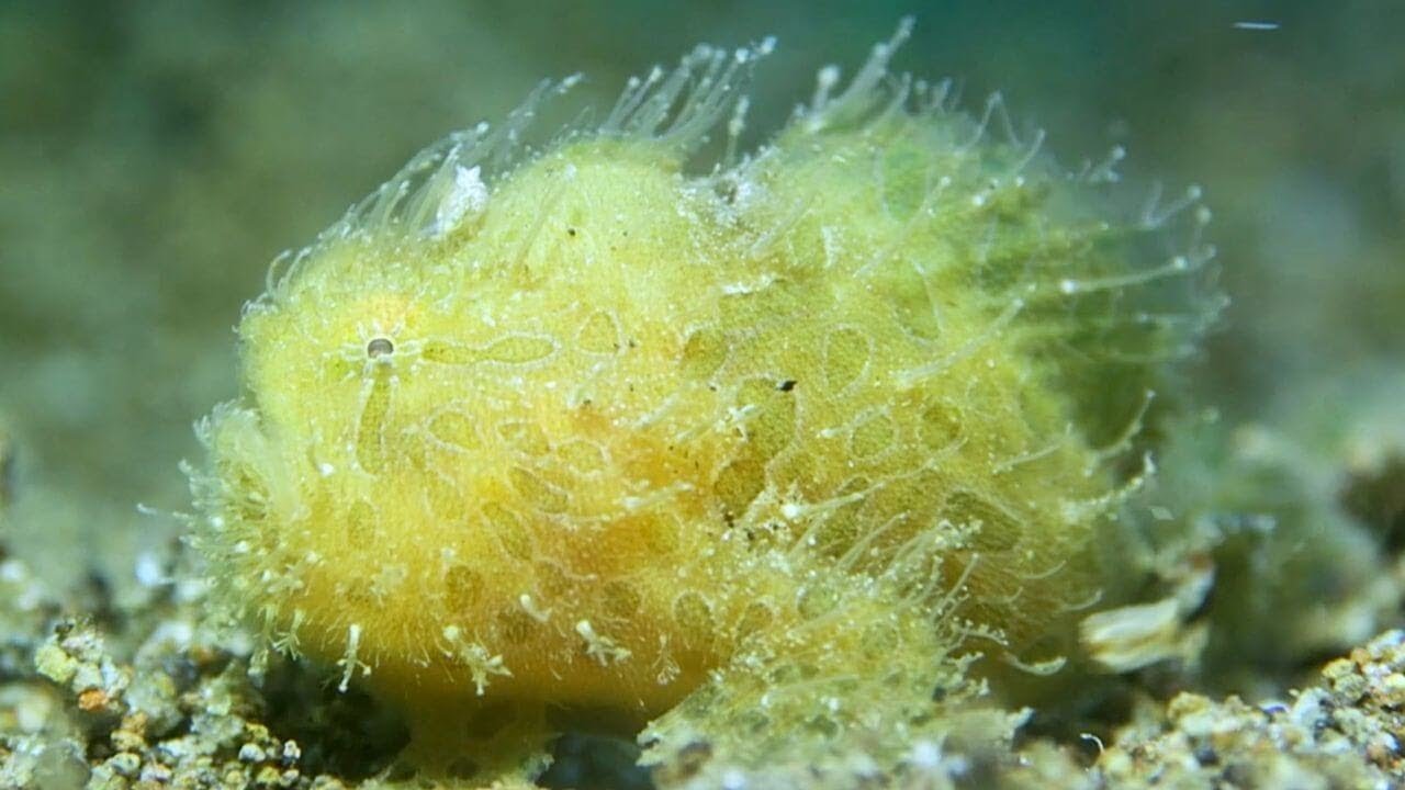 The Hairy Frogfish featuring Dr. Frogfish (Daniel Geary)