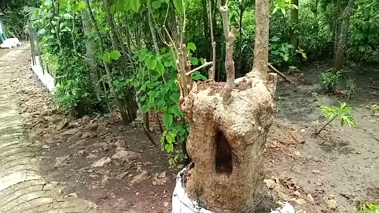 Saya punya pohon Pule banyak teman teman. Siapa butuh langsung komen di sini aja ya 
